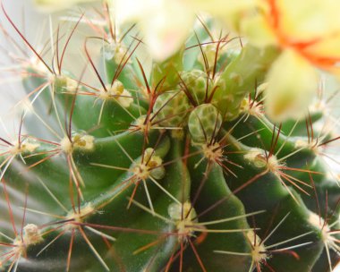 Sarı çiçekli yeşil kaktüs ve iğneli bebekler