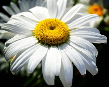 Bir büyük beyaz papatya çiçeği, güneş ışığının altında, karanlık bir arka planda. Kapat.