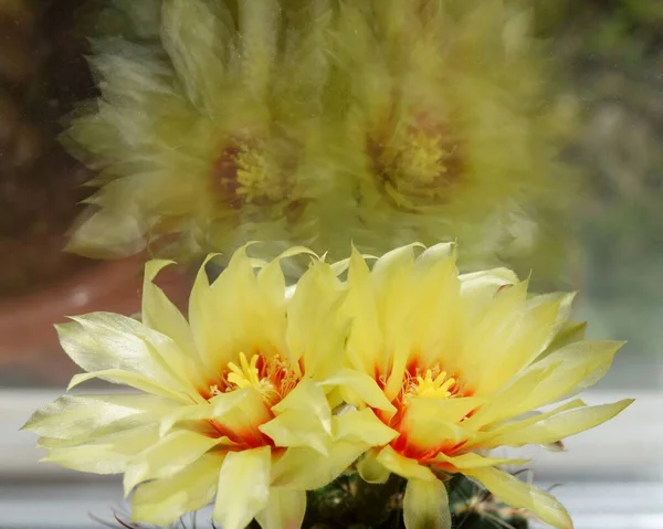 Blooming Green Cactus Yellow Flowers Needles Close — Stock Photo, Image