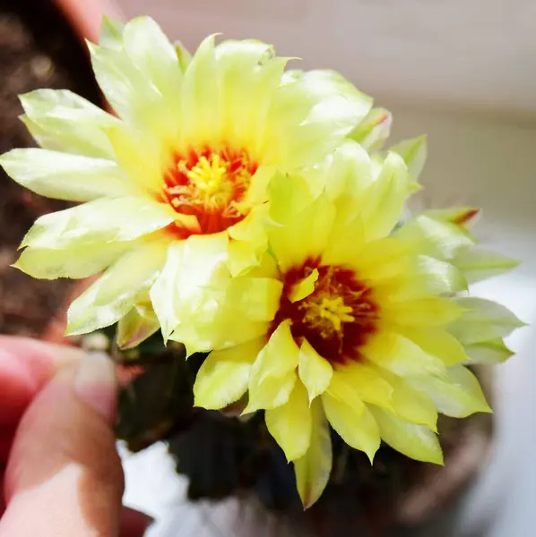 Blooming Green Cactus Yellow Flowers Needles Close — Stock Photo, Image