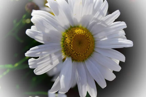 太陽の光の中で暗い背景に白いカモミールの1つの大きな花 閉めて — ストック写真