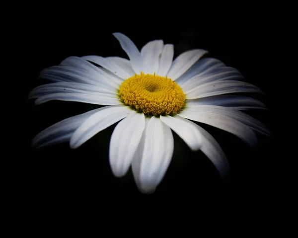 One Large White Daisy Flower Black Background Close — Stock Photo, Image