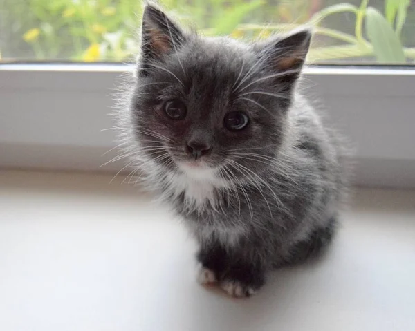 Pencerenin Kenarında Küçük Gri Beyaz Bir Kedi Yavrusu Oturuyor Yakın — Stok fotoğraf