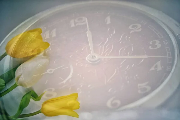 Yakın çekimin arka planında iki sarı ve bir beyaz lale var. Sabahları uyanıp geç kalma konsepti