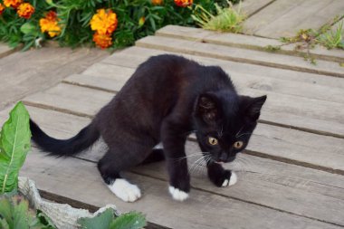 Kırsaldaki tahtaların üzerinde küçük siyah beyaz kedi yavrusu