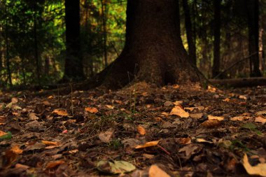 Sarı yaprakları ve yaklaşık derece açıyla ağaç kökleriyle sonbahar ormanı. yumuşak odak 