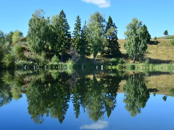 Göl kenarındaki güneşli bir günde manzara göldeki suya seçici bir odak ile yansıyan ağaçlar.