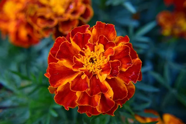 Red Yellow Flowers Marigolds Close — Stock Photo, Image