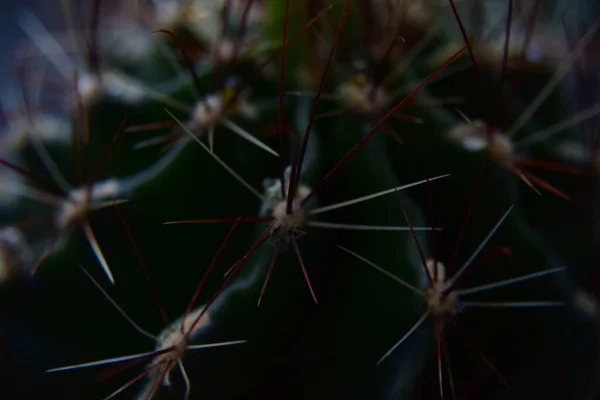 Zielony kaktus z długimi ostrymi kręgosłupami, zbliżenie — Zdjęcie stockowe