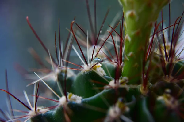 Zöld kaktusz hosszú éles gerinccel, közelkép — Stock Fotó
