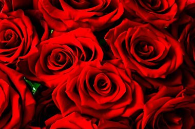 Kırmızı gülleri ve yeşil yaprakları olan güzel bir buket. Çiçek kompozisyonu. Tebrik kartı tasarımı ve düğün, doğum günü, sevgililer günü, anneler günü ve diğer tatiller için davetiye.