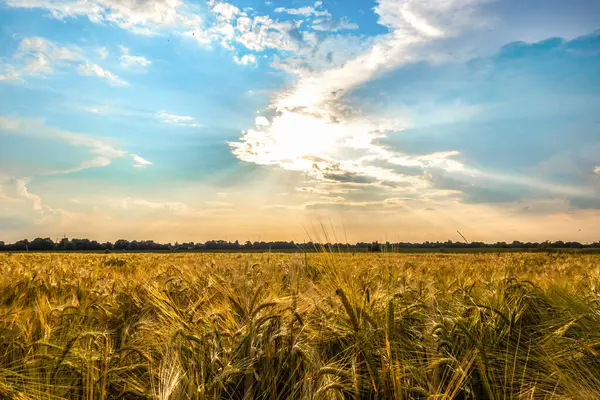 Buğday Tarlasında Gün Batımı Gün Doğumu Yazın Kırsal Alan Altın — Stok fotoğraf