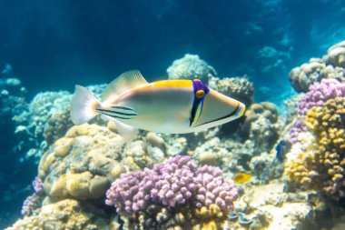 Arap picassofish (Rhinecanthus Suikastçısı, tetikleyici), Mısır 'da, Kızıl Deniz' de renkli bir mercan resifinde. Mavi okyanus göl suyunda alışılmadık bir tropik parlak balık. Su altı fotoğrafı..