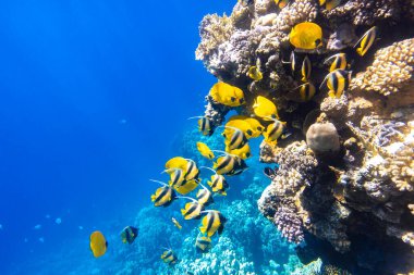 Mercan resifinde büyük bir kelebek sürüsü (Chaetodon), Kızıl Deniz, Mısır. Okyanusta farklı türde parlak sarı çizgili tropikal balıklar, berrak mavi turkuaz su, güneş ışınları. Su altı fotoğrafı.