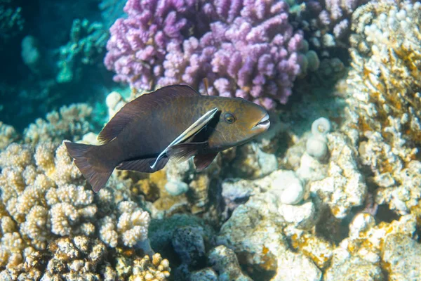 Καθαρότερα Ψάρια Bluestreak Cleaner Strasse Και Μαύρο Parrotfish Στην Ερυθρά — Φωτογραφία Αρχείου