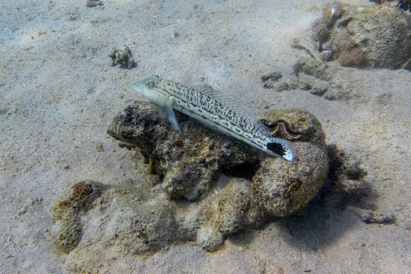 Sand Lizardfish Synodus Dermatogenys Red Sea Egypt Disguised Spotted Tropical — Stock Photo, Image