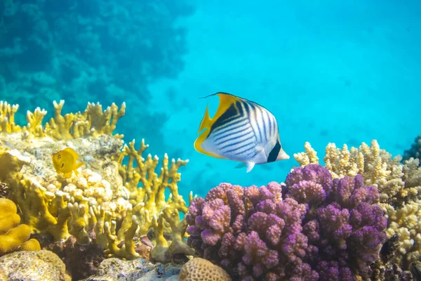 Butterfly Fish near Coral Reef in the Ocean over Colorful Coral Reef. Threadfin Butterflyfish with Black, Yellow and White Stripes. Tropical Fish in Red Sea, Egypt. Blue Turquoise Water, Underwater.