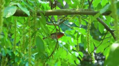 Güneşli yaz havasında yeşil bir fındık dalında oturan kuş bülbülü, 4K