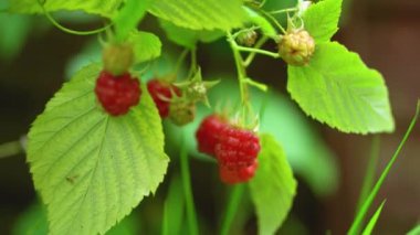 Bahçedeki bir dalda ahududu. Güneşte olgun ahududu, yakın plan, 4K