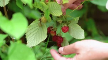 Yakın plan, erkek eli çalılıktan olgun ahududu topluyor. 4K