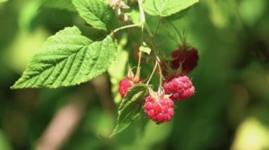 Yakın plan, güneşli bir bahçede bir dalda ahududu, 4K