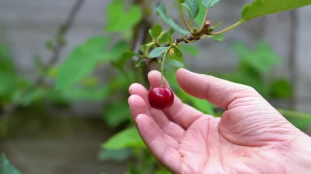 Close-up, mannelijke hand scheurt rijpe kers uit een tak, kopieerruimte, 4K — Stockvideo