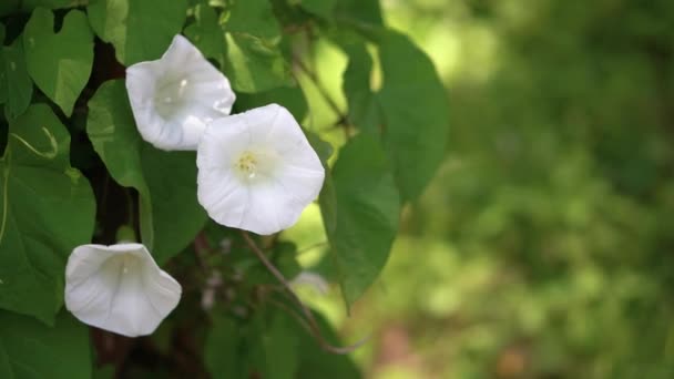 Close-up convolvulus, bílý bindweed v zahradě za slunečného dne, kopírovací prostor, 4K — Stock video