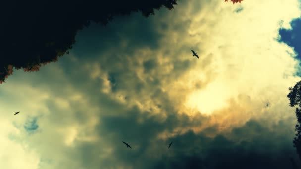 Birds fly in the sky with dark clouds, the sun comes out of the dark clouds — Stock Video