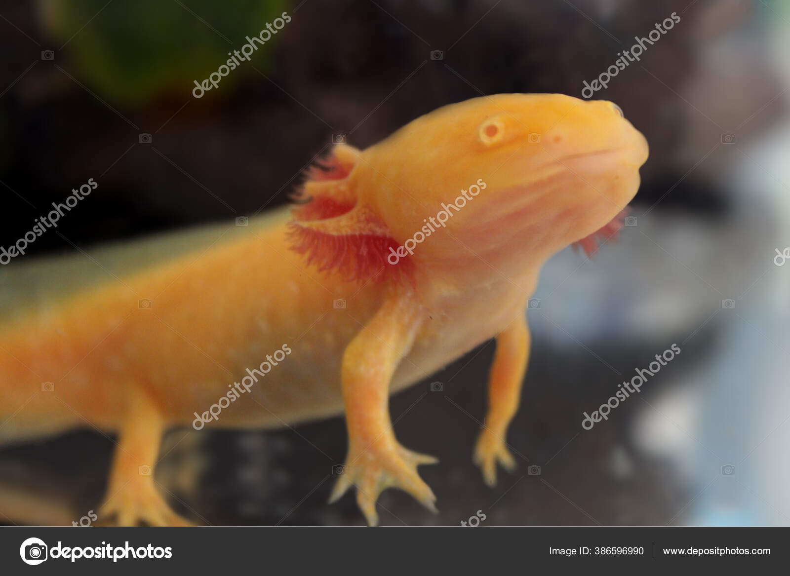 Rare Golden Axolotl Fish Tank Stock Photo By C Monikahubackova Rare Golden Axolotl Fish Tank Stock Photo By C Monikahubackova