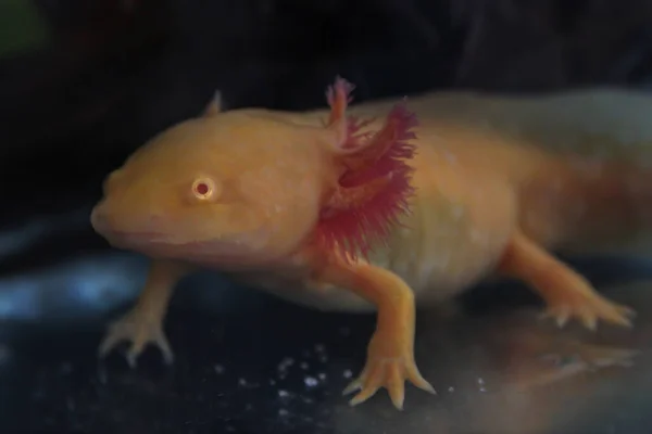 Axolotl Dourado Raro Tanque Peixe — Fotografia de Stock