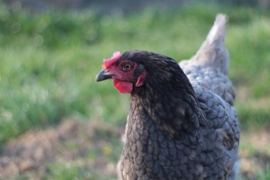 Çiftlikteki Gri Tavuklar