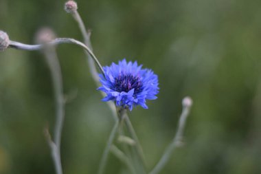 Güzel mavi çiçek tarlada
