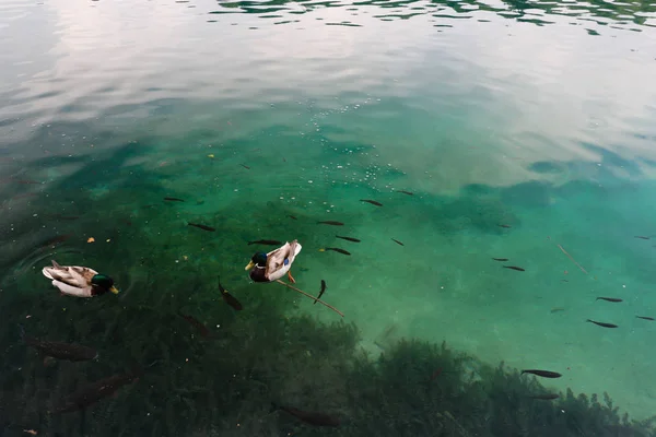 Национальный Парк Плитвицкие Озера Самая Популярная Туристическая Достопримечательность Хорватии Включен — стоковое фото