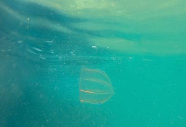 Karadeniz'de küçük denizanası