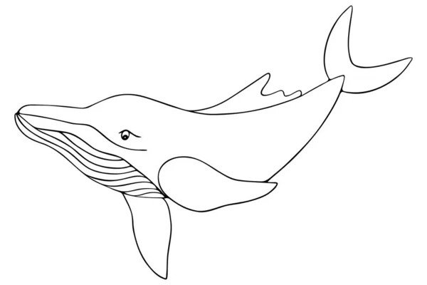 Кит Векторная Иллюстрация Контур Белом Изолированном Фоне Млекопитающее Планктона Обитатель — стоковый вектор