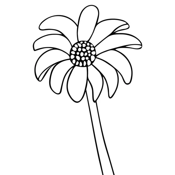 Gerber Bloemenschets Vector Illustratie Schets Een Geïsoleerde Witte Achtergrond Doodle — Stockvector