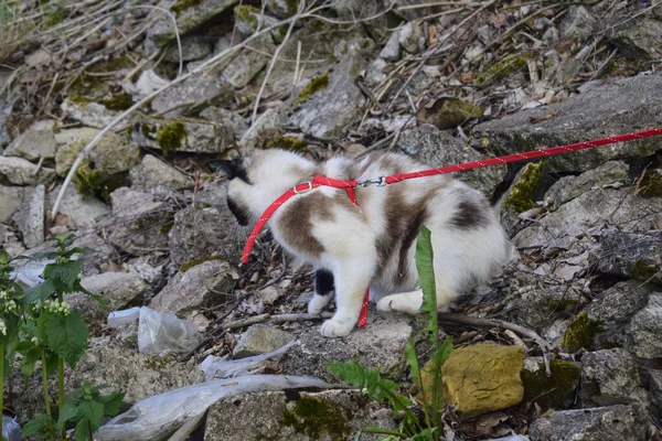 Katze an der Leine läuft auf der Straße — Stockfoto