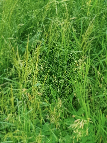 Green grass, focus in the center of the frame