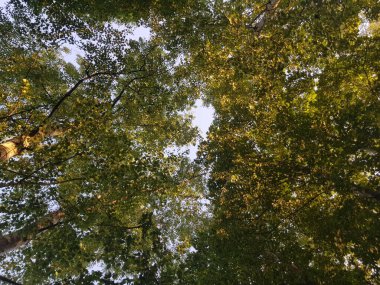Sonbahar güneşli bir günde karışık bir ormanın manzarası