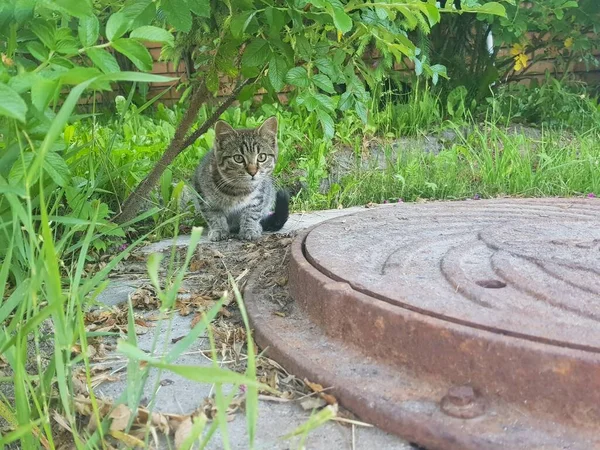 小さな灰色の子猫が茂みの中に座って熱心に見ています — ストック写真