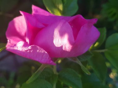 Pembe güllük gülistanlık bir çiçek