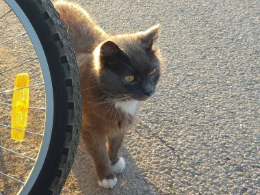 Bisikletin tekerinin yanında bir kedi duruyor, sokakta bir evcil hayvan.