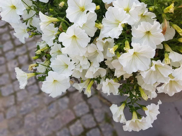 Flowerbed with petunias, flowers on the background of asphalt. Plants hang down at the bottom, beautiful white flowers.