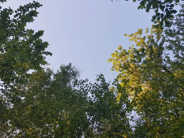 Крона Деревьев Фоне Голубого Неба — стоковое фото