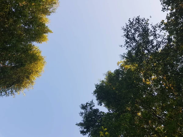 Kroon Van Bomen Tegen Een Blauwe Wolkenloze Hemel — Stockfoto