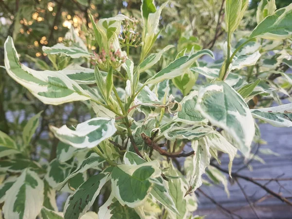 Ανθισμένο Κλαδί Cornus Alba Ένα Διακοσμητικό Φυτό Κήπου Που Ονομάζεται — Φωτογραφία Αρχείου