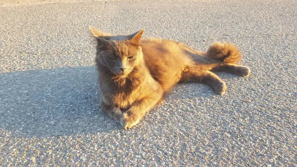 Eine Pelzige Streunerkatze Liegt Der Sonne Auf Der Straße — Stockfoto
