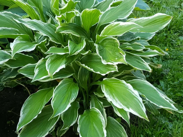 Hosta in the garden, a genus of perennial herbaceous plants in the green family. Beautiful bright green leaves of an ornamental host plant.