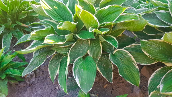 Hermosas hojas verdes brillantes de una planta huésped ornamental —  Fotos de Stock