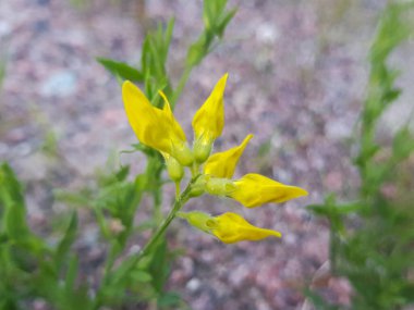 Melilotus Officinalis daimi bitkisi, yakın plan sarı çiçekler.